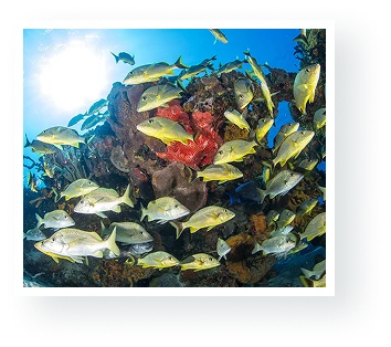 Cozumel mexico fish picture